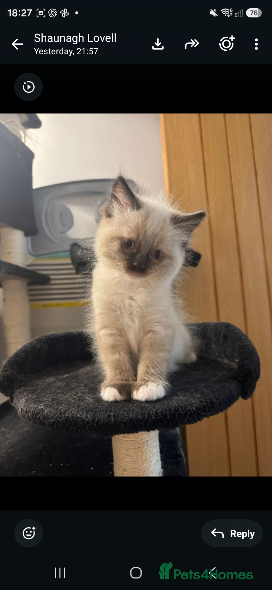 Ragdoll cats Beautiful Ragdoll kittens  - Advert 1