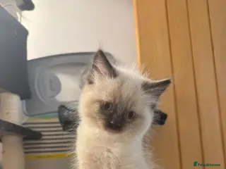 Ragdoll cats Beautiful Ragdoll kittens - Advert 1