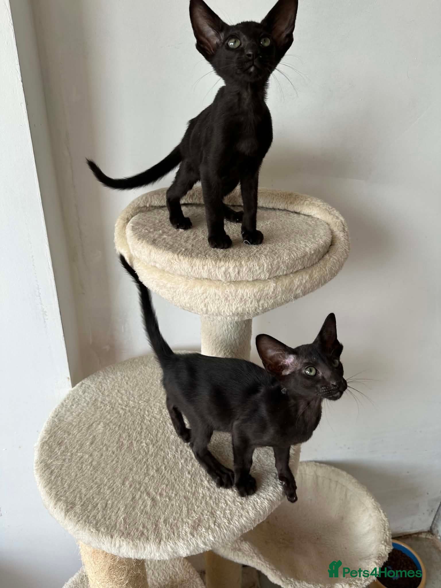 Oriental cats ORIENTAL KITTENS - Advert 1