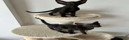 Oriental cats for sale: ORIENTAL KITTENS - Advert 1