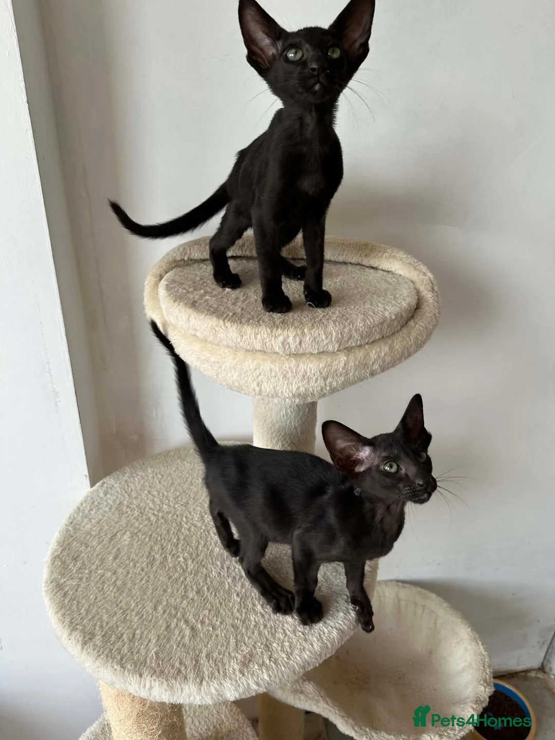 Oriental cats for sale: ORIENTAL KITTENS - Advert 1