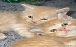 Mixed Breed cats for sale: Bsh x maincoon kittens - Advert 6