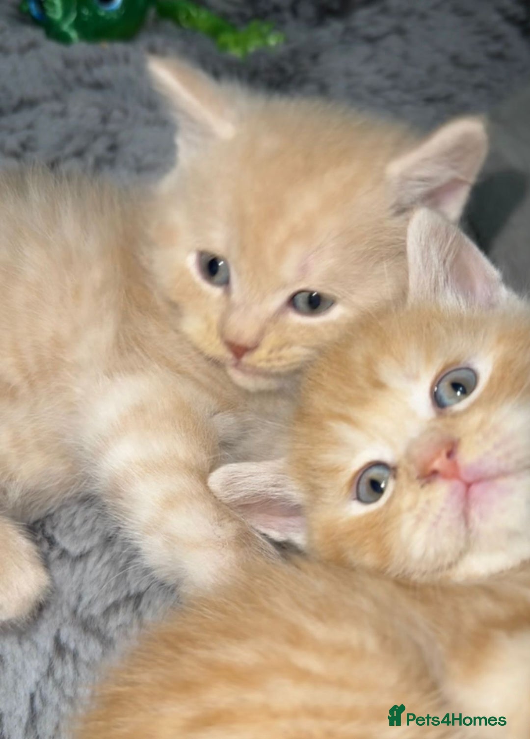 Mixed Breed cats for sale: Bsh x maincoon kittens - Advert 6