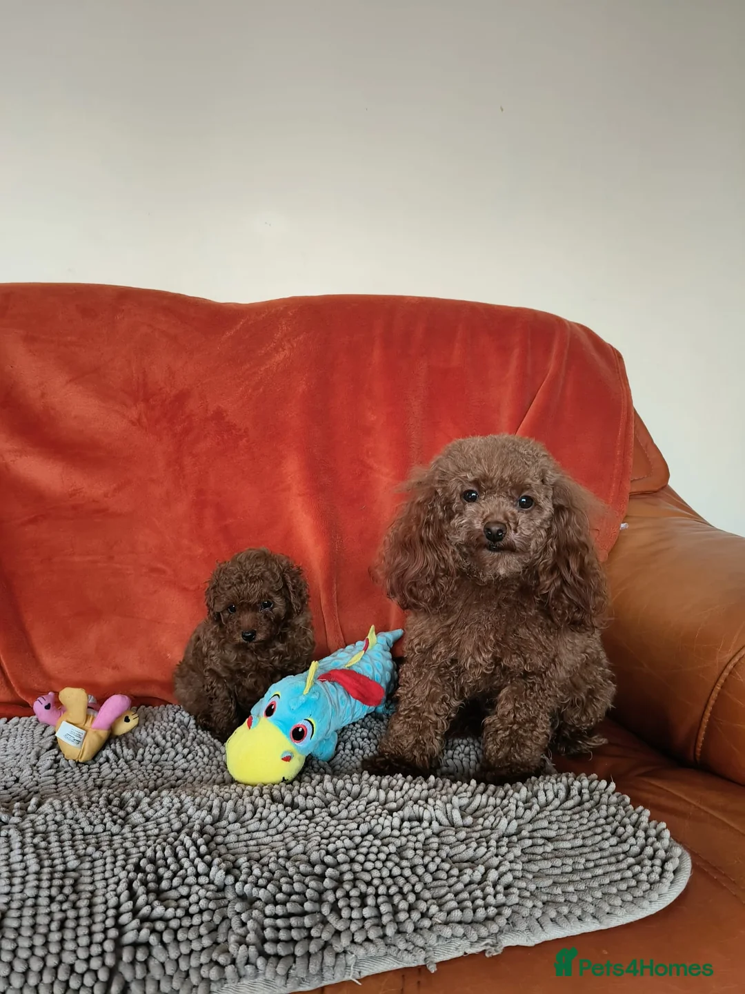 Toy Poodle dogs for sale:  Asian  toy poodle  - Advert 2