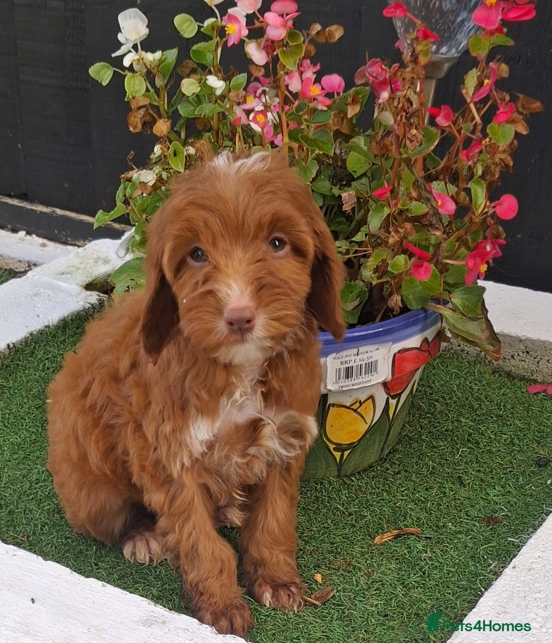 Cockapoo dogs for sale: ** LAST ADORABLE CURLY BLACK & WHITE COCKAPOOS **  - Advert 29