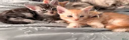 Maine Coon cats for sale: 3 x beautiful Mainecoon kittens in Colchester - Advert 5