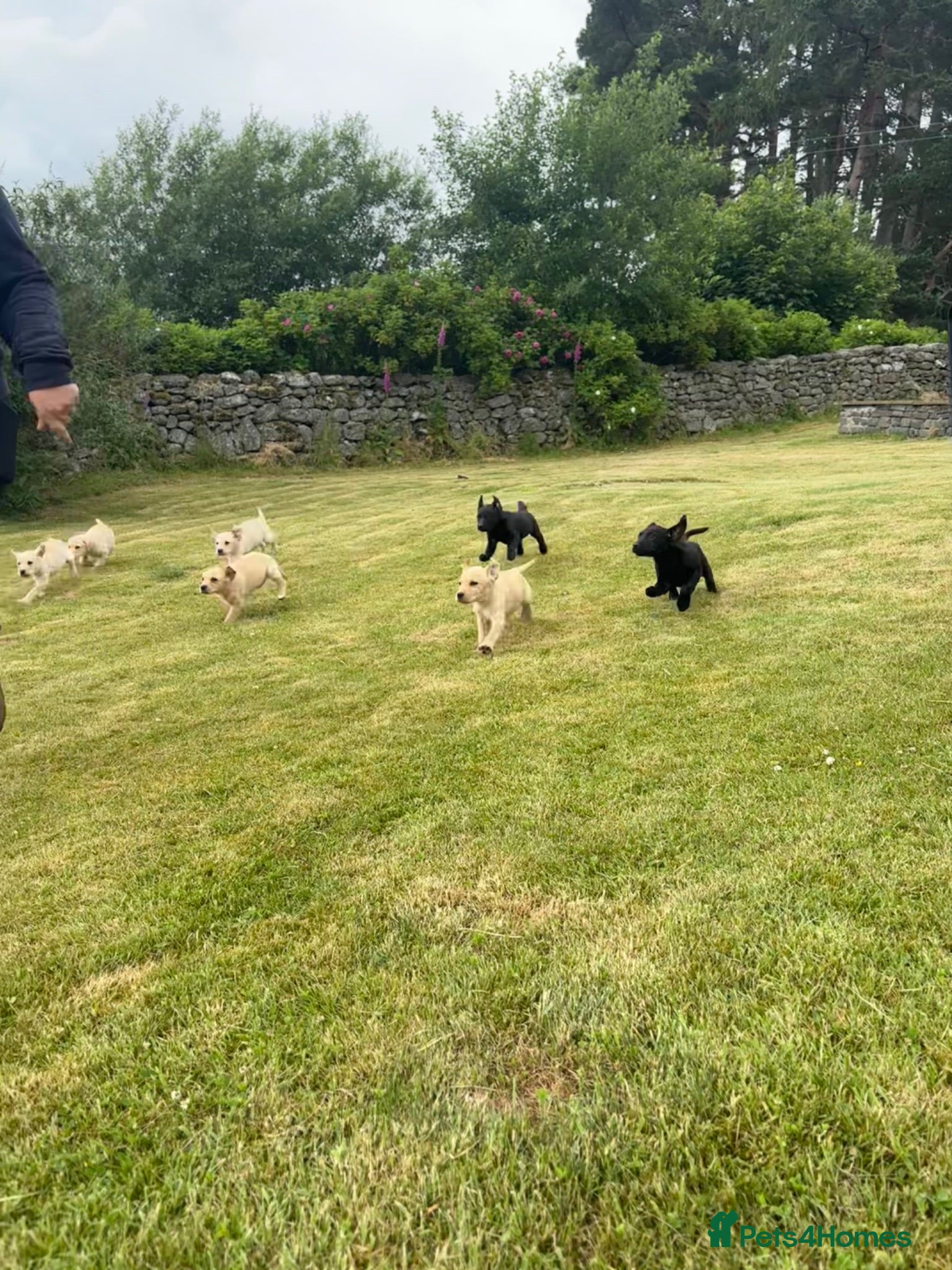 Labrador Retriever dogs Labrador puppies for sale - Advert 1