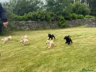 Labrador Retriever dogs Labrador puppies for sale - Advert 1