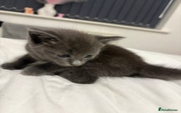 British Shorthair cats for sale: Grey kittens  - Image 5