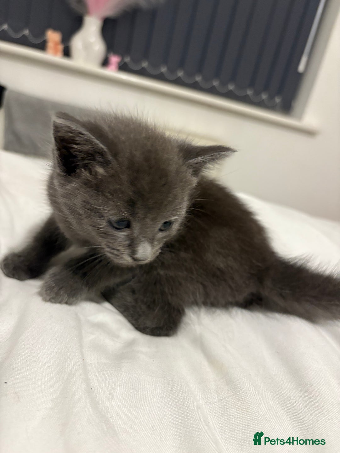 British Shorthair cats for sale: Grey kittens  - Image 5