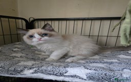 Ragdoll cats for sale: Beautiful Kittens ready to leave for new home - Image 11