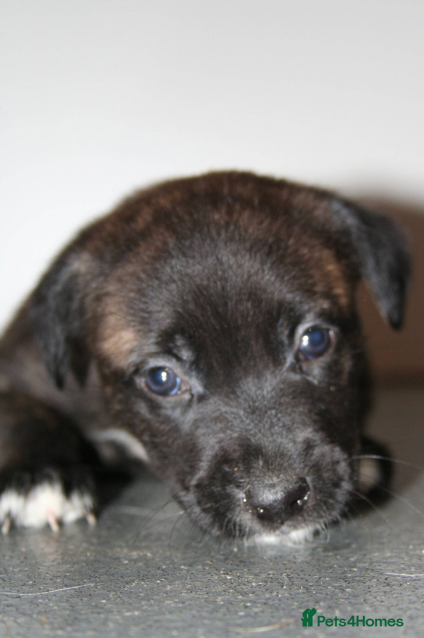 Mixed Breed dogs Beautiful Mixed breed  - Advert 18
