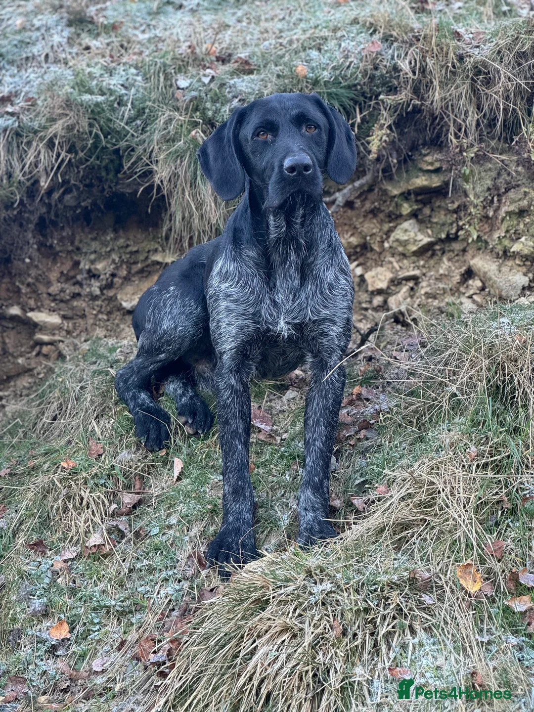 German Wirehaired Pointer dogs for stud: Black ticked GWP standing at Stud in Harrogate - Advert 11