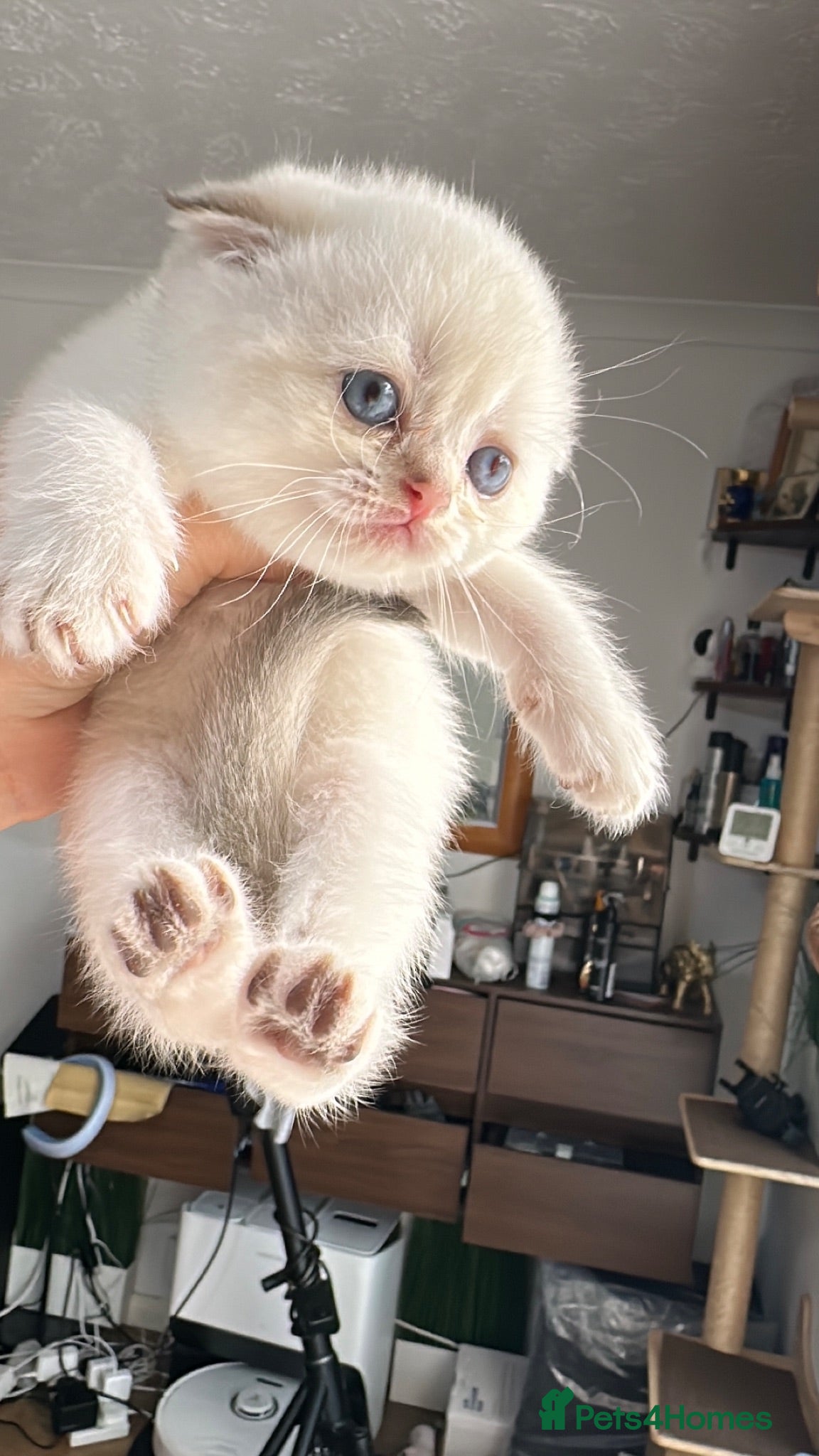 Scottish Fold cats Four Little Snowflakes with Unreal Blue Eyes  - Advert 1