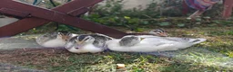Ducks poultry for sale: Miniature Silver Appleyard drakes in Tranent - Advert 2