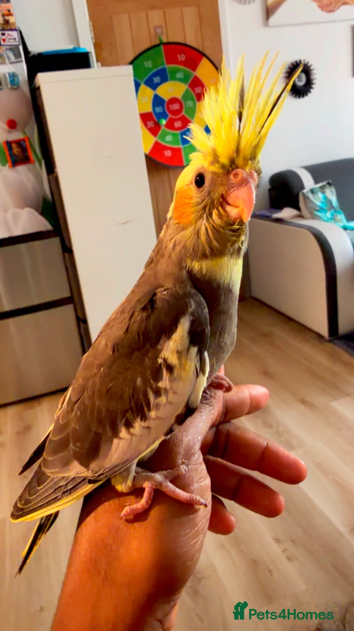 Cockatiels birds Carolina cockatiels - Advert 3