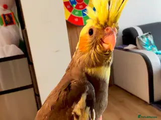 Cockatiels birds Carolina cockatiels - Advert 2