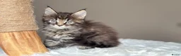 Maine Coon cats for sale: Now 2 TICA Registered Mainecoon kittens  - Advert 29