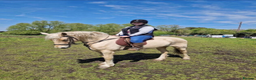 British Warmblood horses for sale: 9yr old warmblood x con palomino gelding in Tilbury - Advert 5