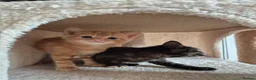 Domestic Shorthair cats for sale: Kittens for sale  in Wirral - Advert 4