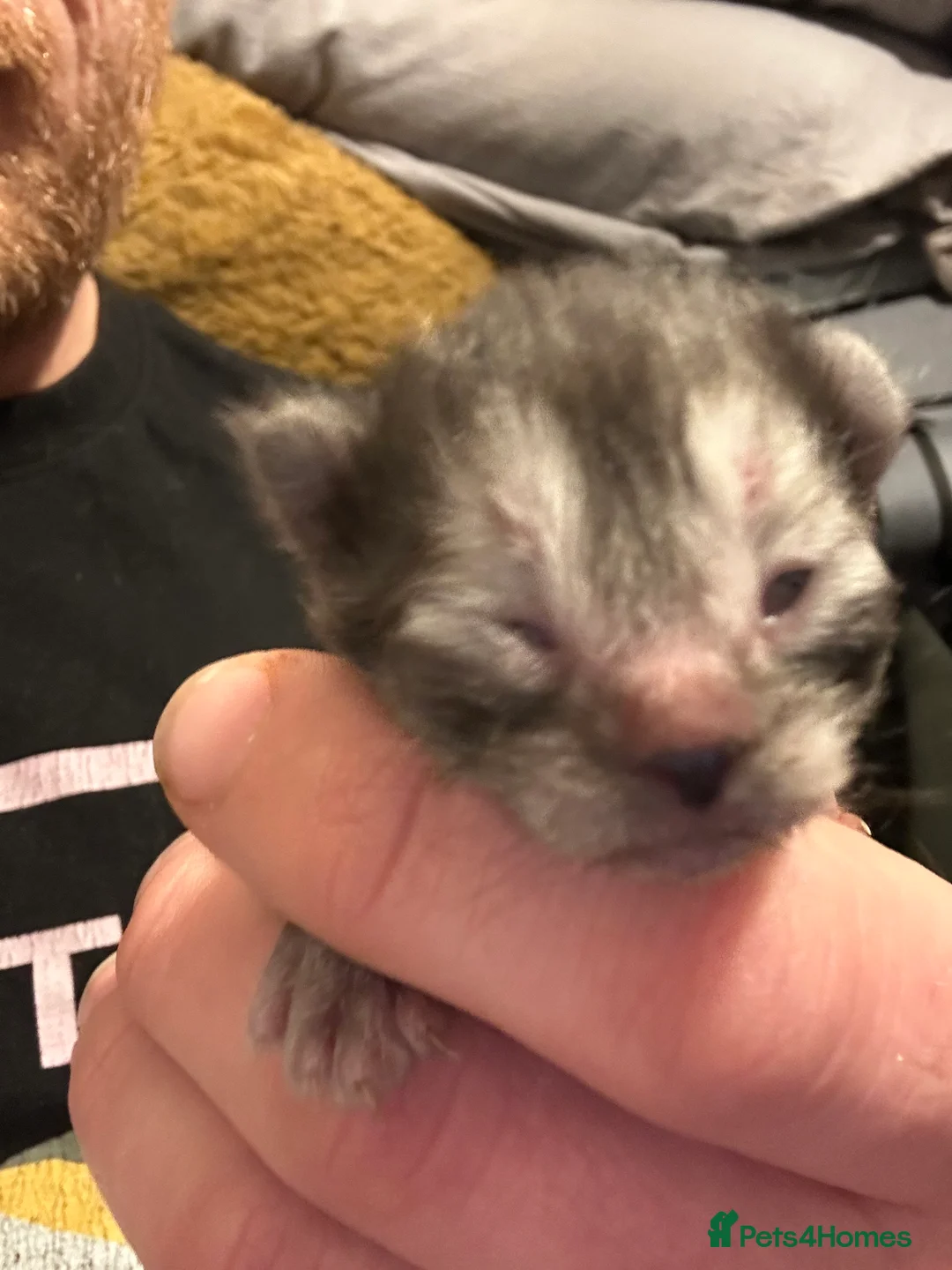 Mixed Breed cats for sale: Last 2 maincoon cross boys available  - Advert 3