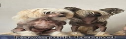 Chinese Crested dogs for sale: February litter- waiting list open  - Advert 1