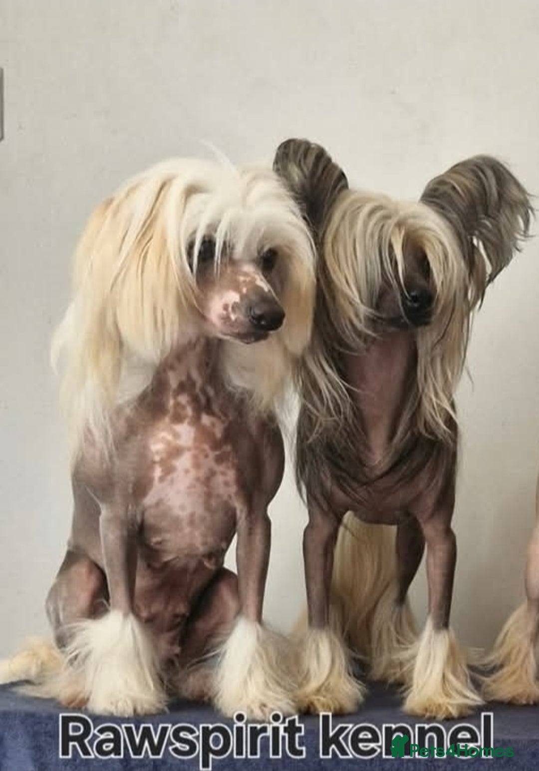 Chinese Crested dogs for sale: February litter- waiting list open  - Advert 1
