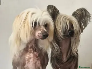 Chinese Crested dogs March litter- waiting list open - Advert 1