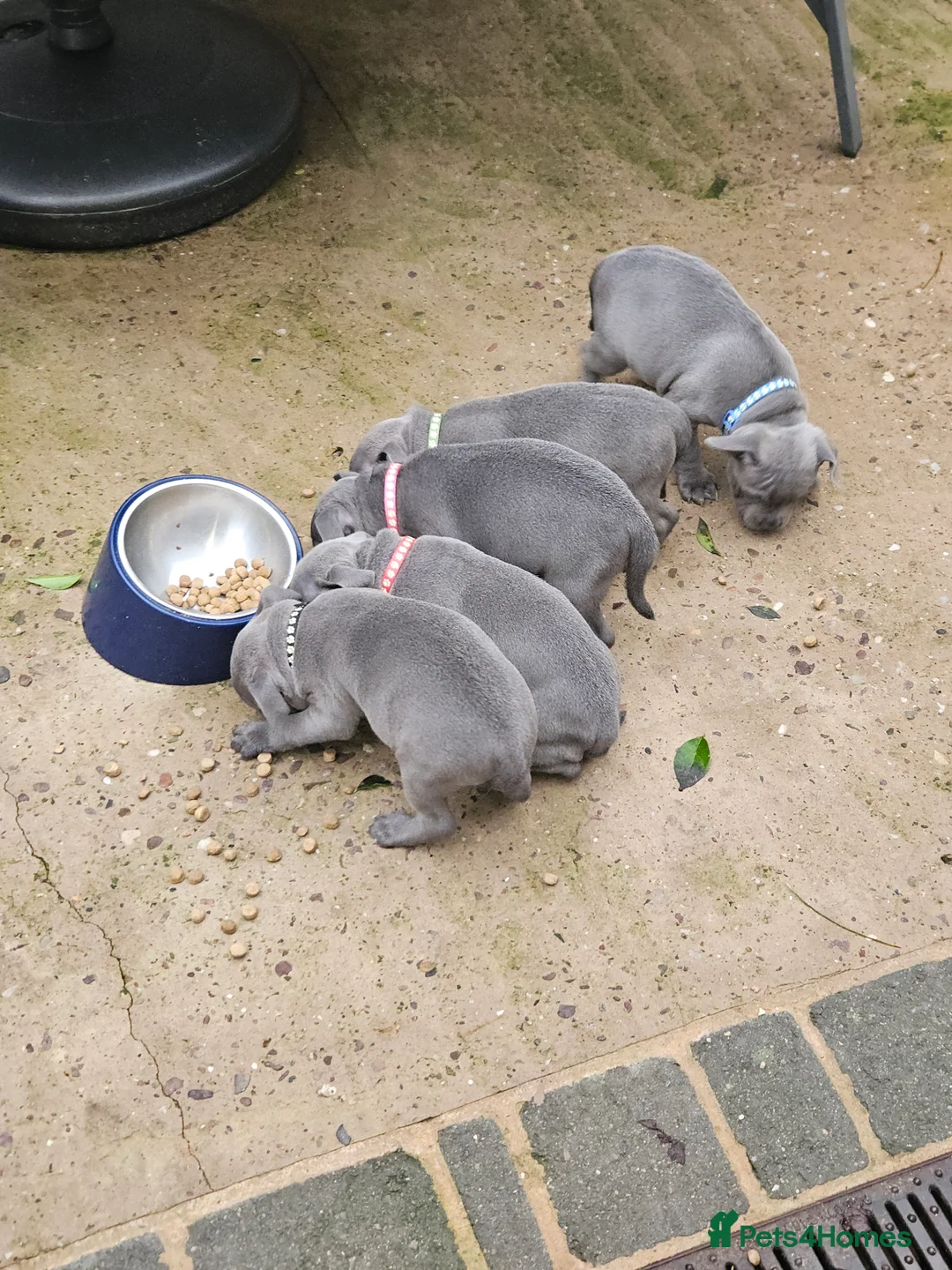 Staffordshire Bull Terrier dogs for sale: Blue staffordshire bull terrier pups - Advert 2