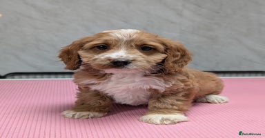 Cockapoo dogs - Advert 1