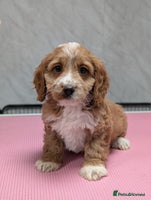 Cockapoo dogs - Advert 6