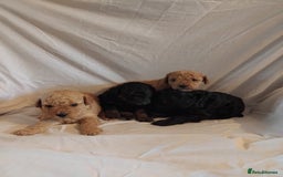 Cockapoo dogs for sale: F1b cockapoo  - Image 4