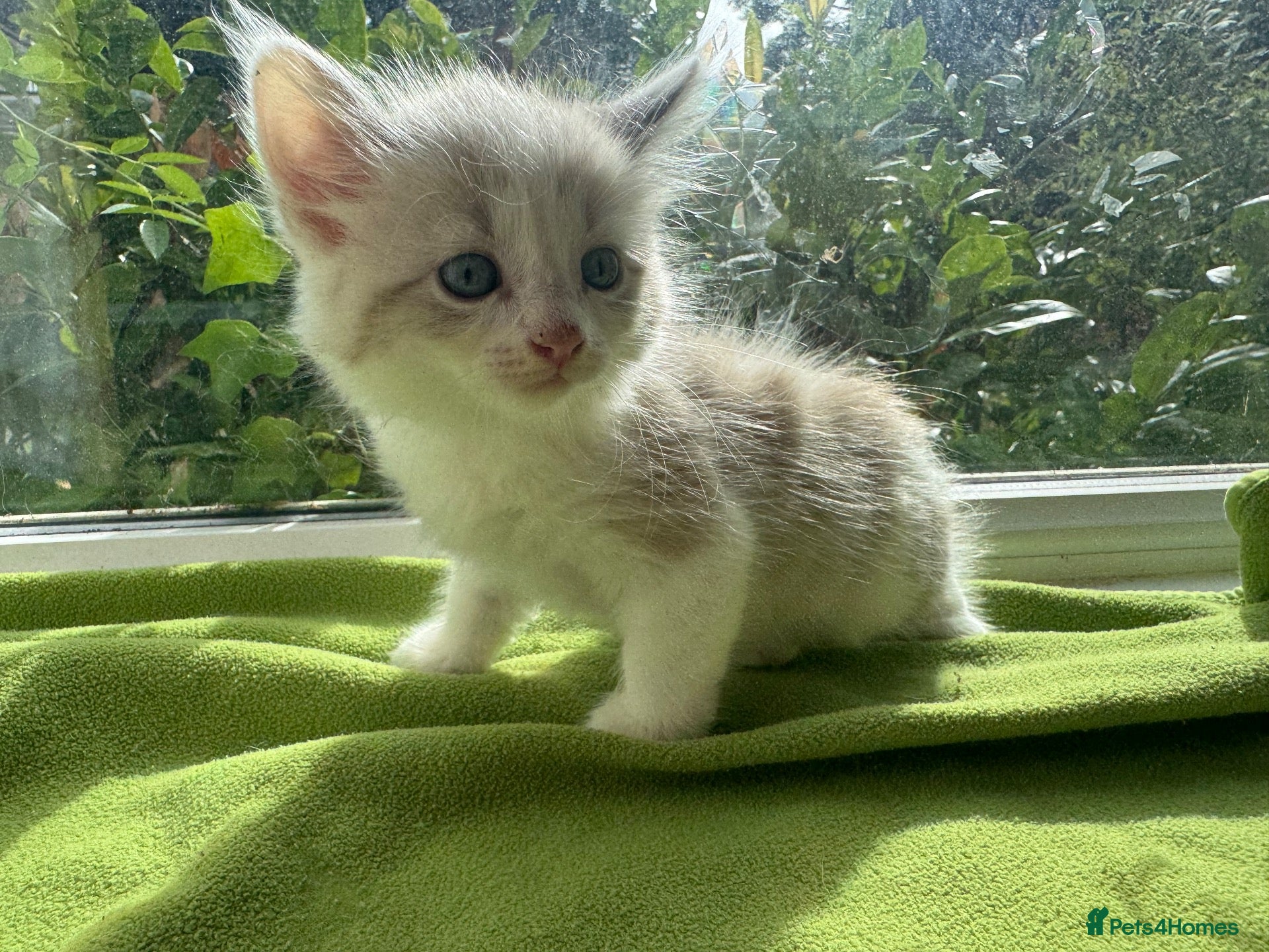 Ragdoll cats Beautiful Ragdoll Kittens :)+chip,food,healthCard - Advert 1