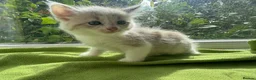Ragdoll cats for sale: Beautiful Ragdoll Kittens :)  - Advert 16
