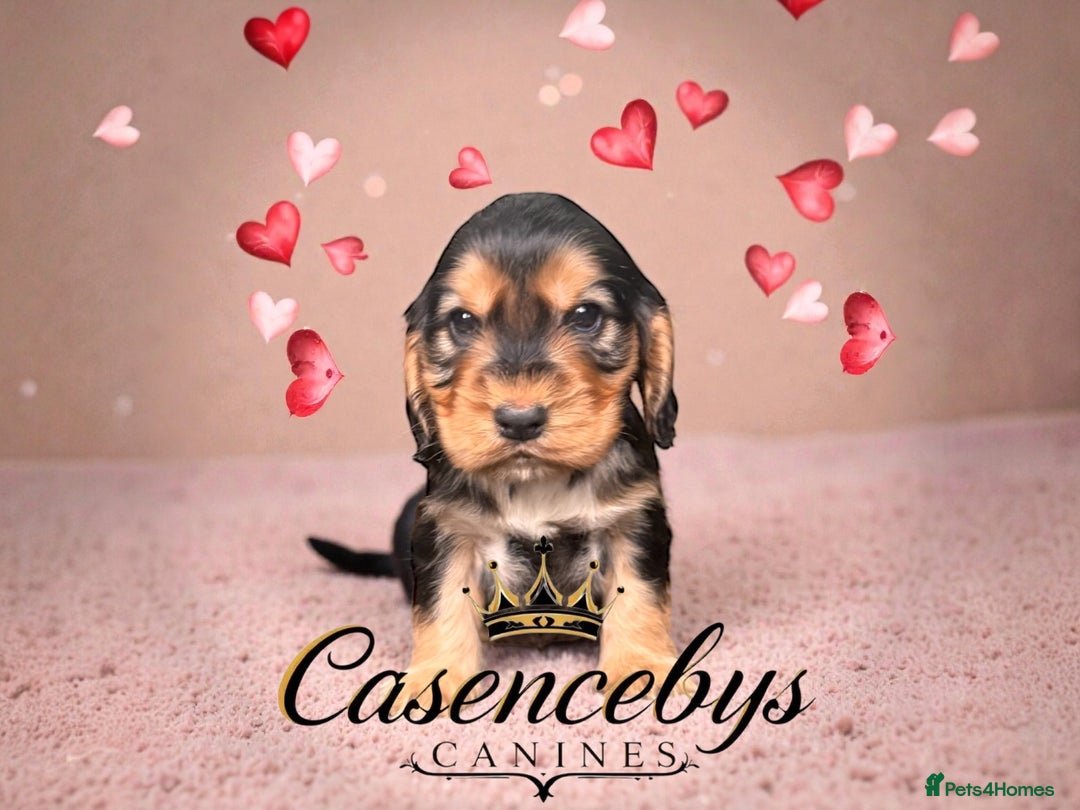 Cocker Spaniel dogs for sale: ❤️THE MOST INCREDIBLE DNA CLEAR SHOW SPANIELS❤️ - Advert 4