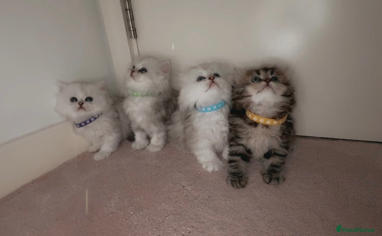 Persian cats - Advert 1