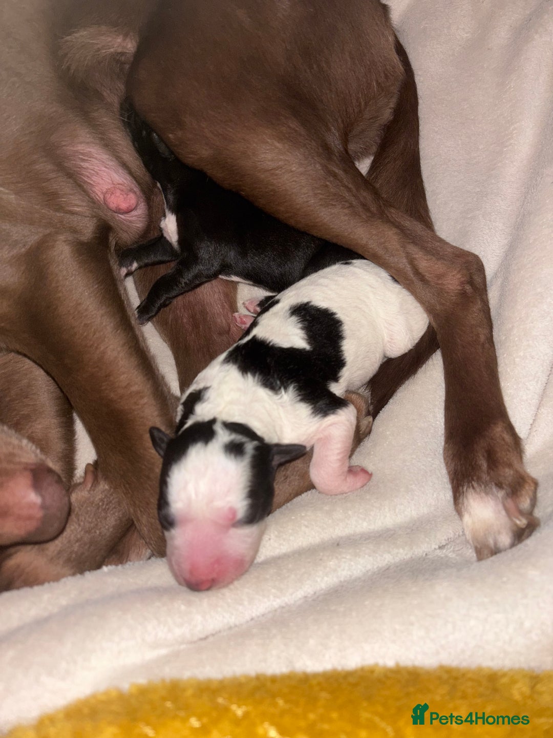 Whippet dogs for sale: Whippet puppies  - Advert 4