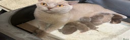 British Shorthair cats for sale: 🌈🌈😍😍Stunning Pure Pedigree Litter BSH ❤️❤️🌈🌈 - Advert 3