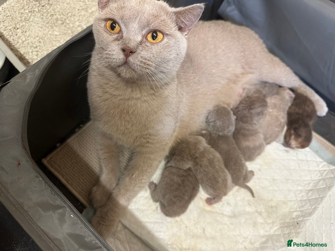 British Shorthair cats for sale: 🌈🌈😍😍Stunning Pure Pedigree Litter BSH ❤️❤️🌈🌈 - Advert 3