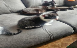 British Shorthair cats for sale: 3 kittens  - Image 6