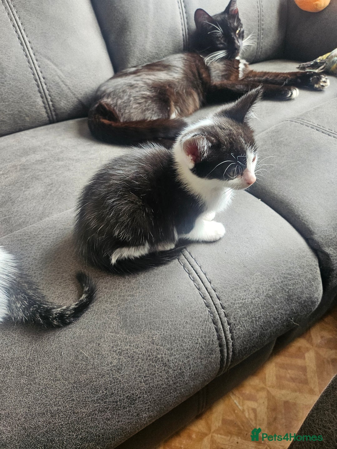 British Shorthair cats for sale: 3 kittens  - Image 6