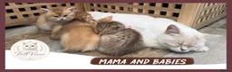 British Shorthair cats for sale:  Beautiful BSH Pedigree Kittens • Ready July 7th - Advert 13