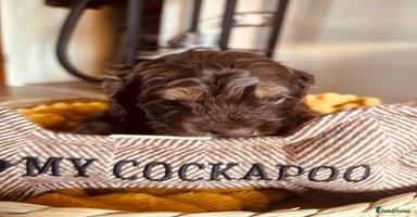 Cockapoo dogs Beautiful cockerpoos / Yankee doodles - Advert 15
