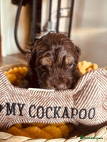 Cockapoo dogs Beautiful cockerpoos / Yankee doodles - Advert 4