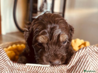 Cockapoo dogs Beautiful cockerpoos / Yankee doodles - Advert 1