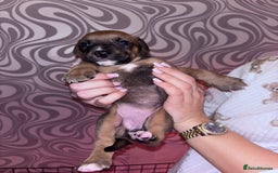 Mixed Breed dogs for sale: Puppy’s available  - Image 2