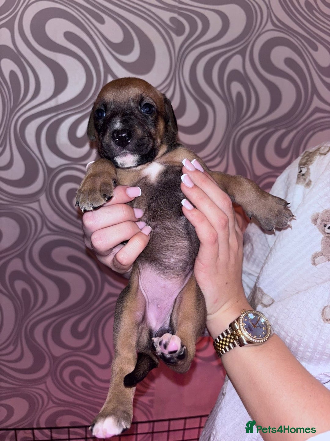 Mixed Breed dogs for sale: Puppy’s available  - Image 2