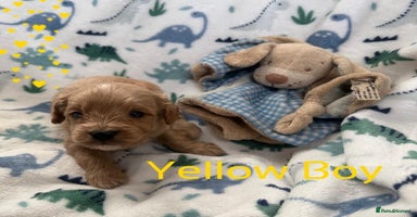 Cavapoo dogs - Advert 13