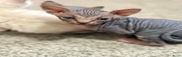 Sphynx cats for sale: Stunning litter of Sphynx kittens (hairless & fur) - Advert 23