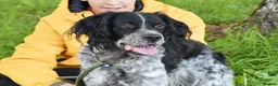 English Setter dogs for adoption: Moro  in Frinton-on-Sea - Advert 9